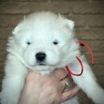 Xanata-female-Samoyed-puppy-for-sale-2