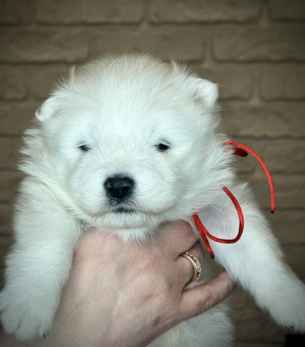 Xanata Samoyed Xanata Samoyed