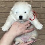 Xanata-female-Samoyed-puppy-for-sale-3