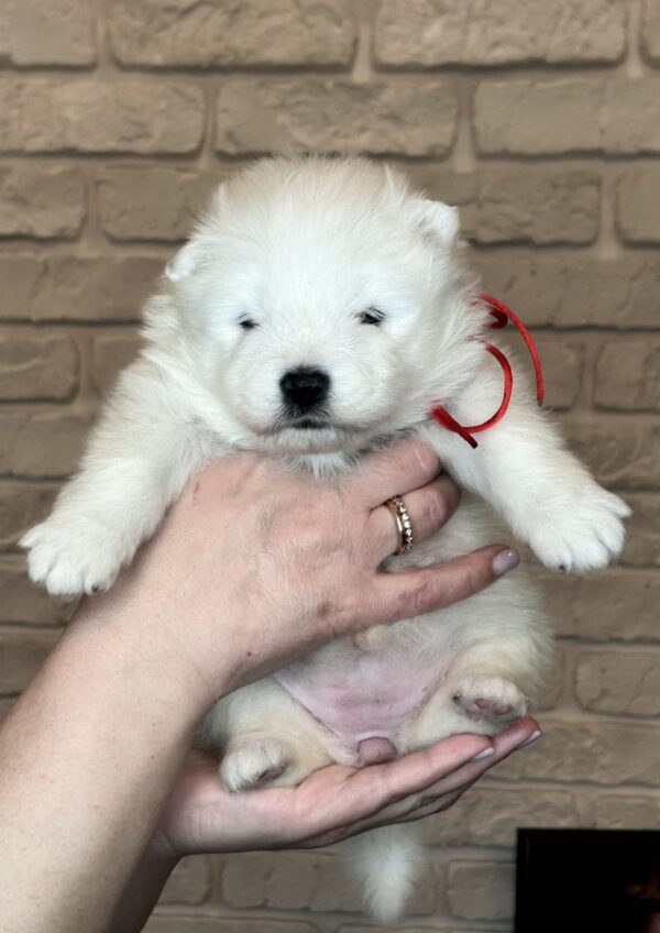 Xanata Samoyed Xanata Samoyed