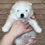 Xanata-female-Samoyed-puppy-for-sale-4