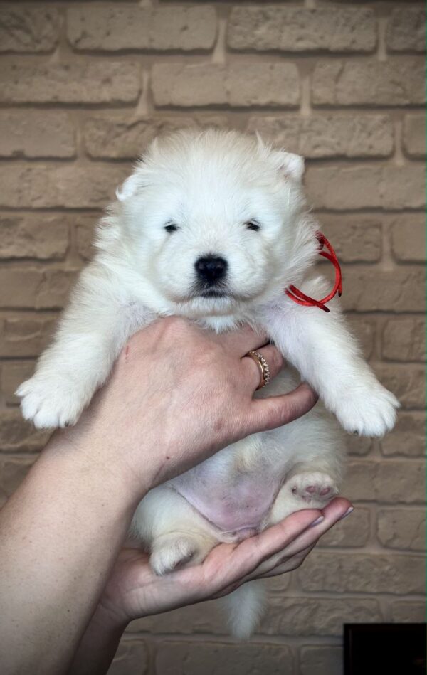 Xanata Samoyed Xanata Samoyed