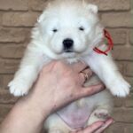 Xanata-female-Samoyed-puppy-for-sale-5