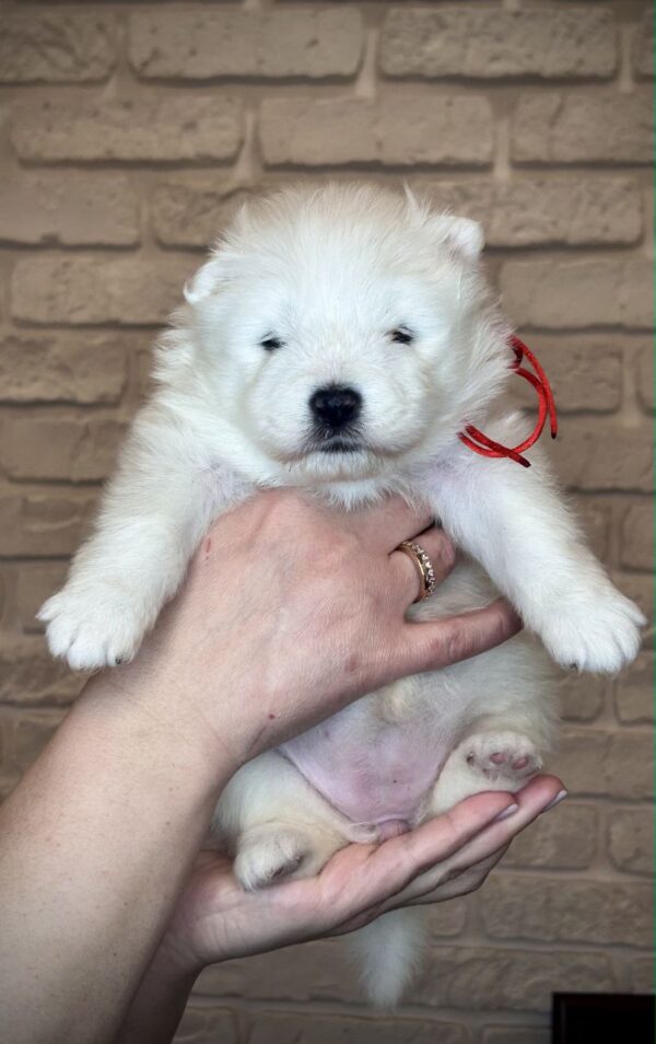 Xanata Samoyed Xanata Samoyed