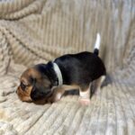Xandro-male-Beagle-puppy-for-sale-1