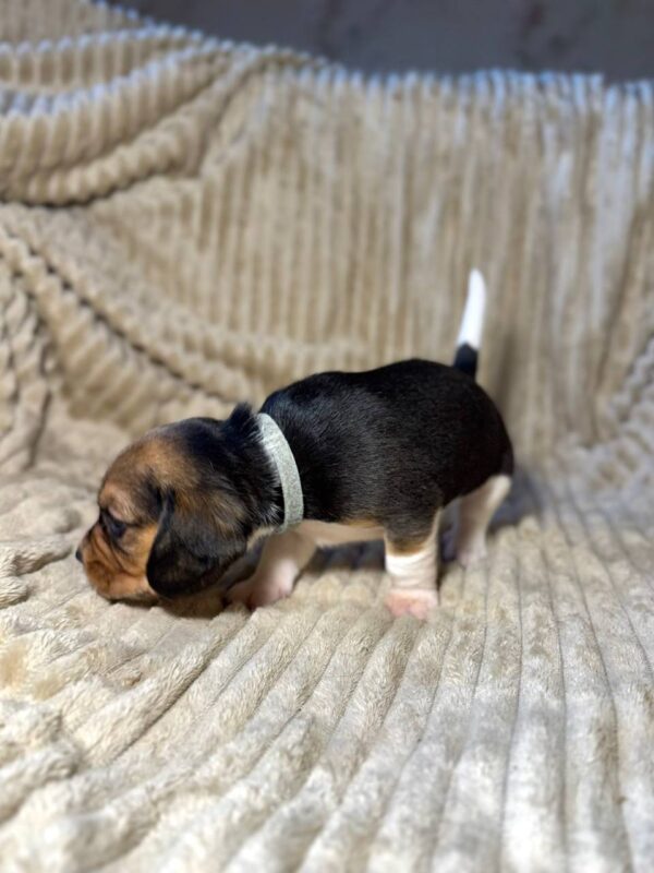 Xandro Beagle Xandro Beagle