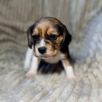 Xandro-male-Beagle-puppy-for-sale-2