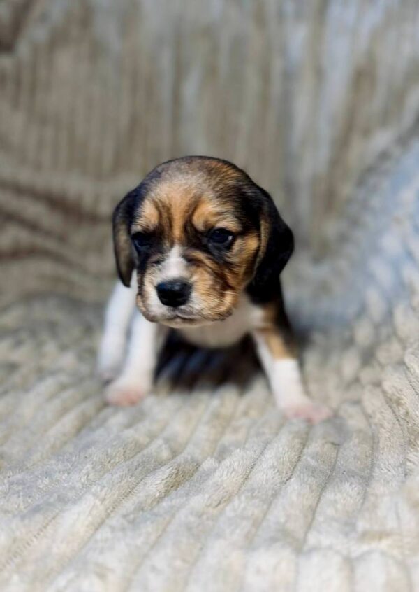 Xandro Beagle Xandro Beagle