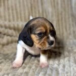 Xandro-male-Beagle-puppy-for-sale-3