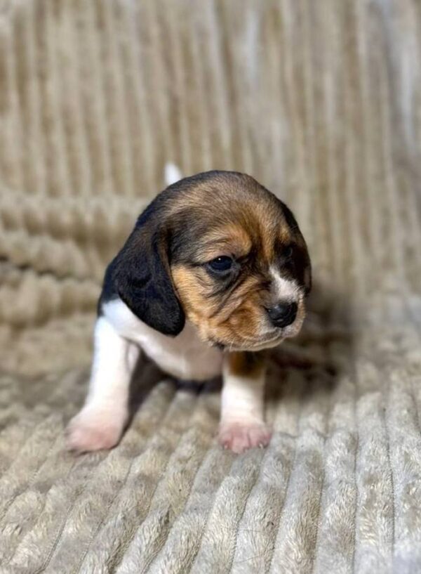 Xandro Beagle Xandro Beagle