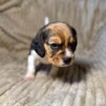 Xandro-male-Beagle-puppy-for-sale-4