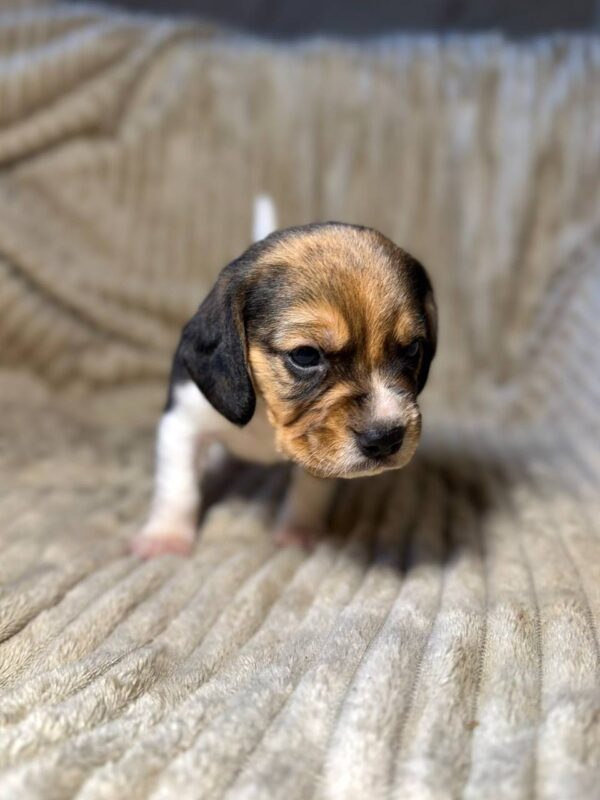 Xandro Beagle Xandro Beagle