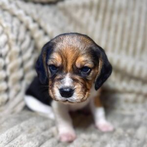 Xandro Beagle Xandro Beagle