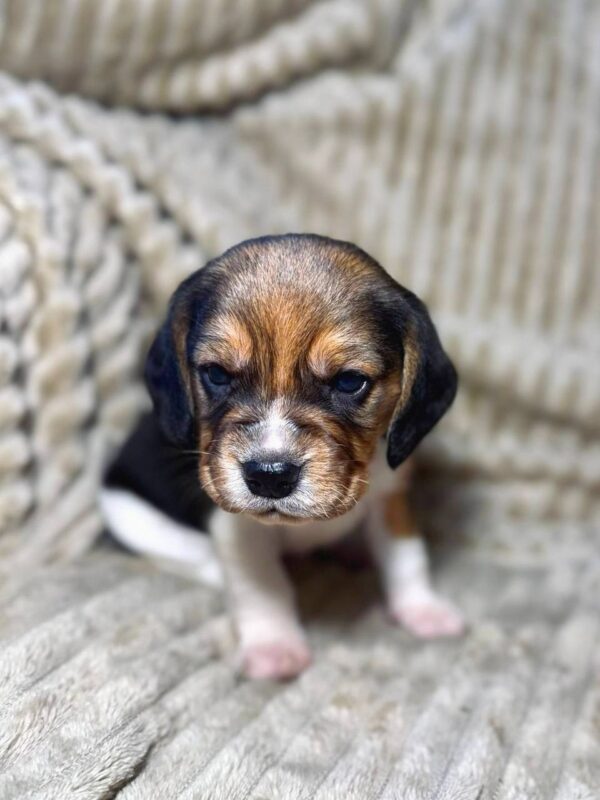 Xandro Beagle Xandro Beagle