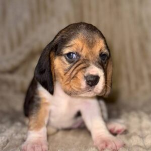 Xantara Beagle Xantara Beagle