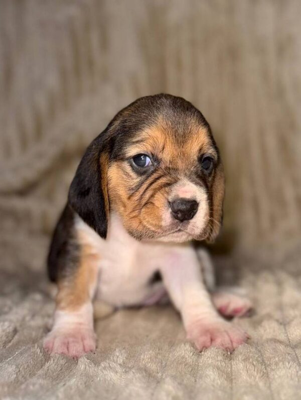 Xantara Beagle Xantara Beagle