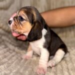 Xantara-female-Beagle-puppy-for-sale-2