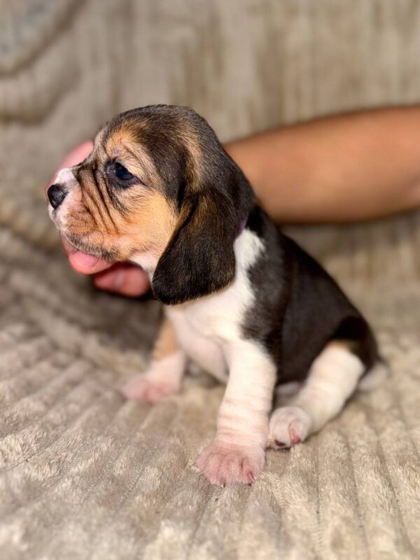 Xantara Beagle Xantara Beagle