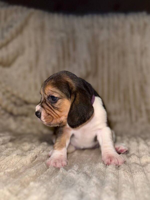 Xantara Beagle Xantara Beagle