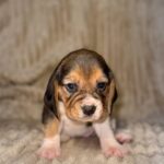 Xantara-female-Beagle-puppy-for-sale-4