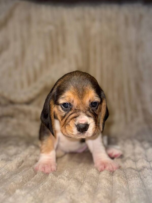 Xantara Beagle Xantara Beagle