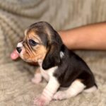 Xantara-female-Beagle-puppy-for-sale-5