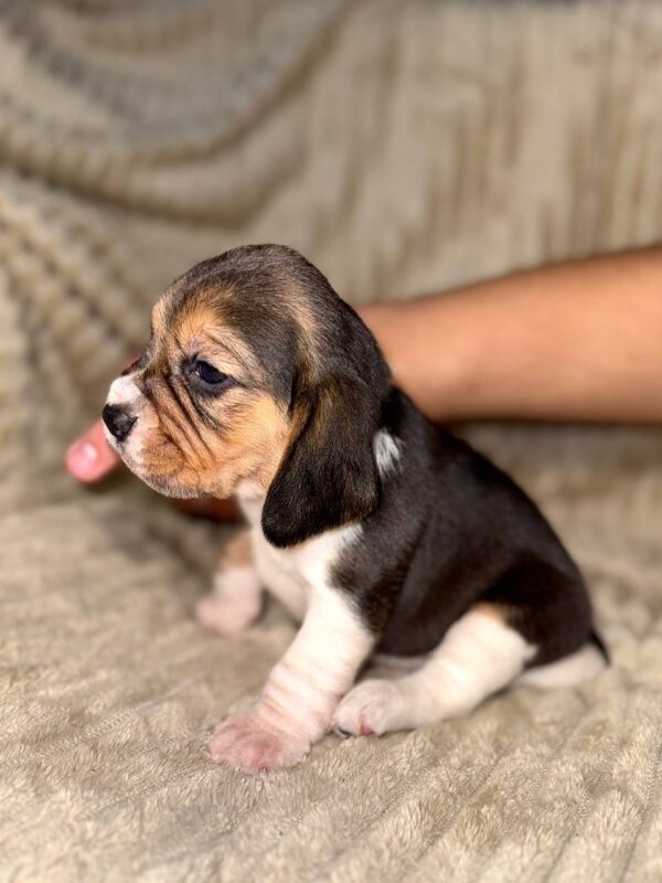 Xantara Beagle Xantara Beagle