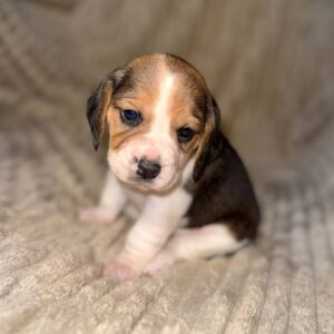 Xanthe Beagle Xanthe Beagle