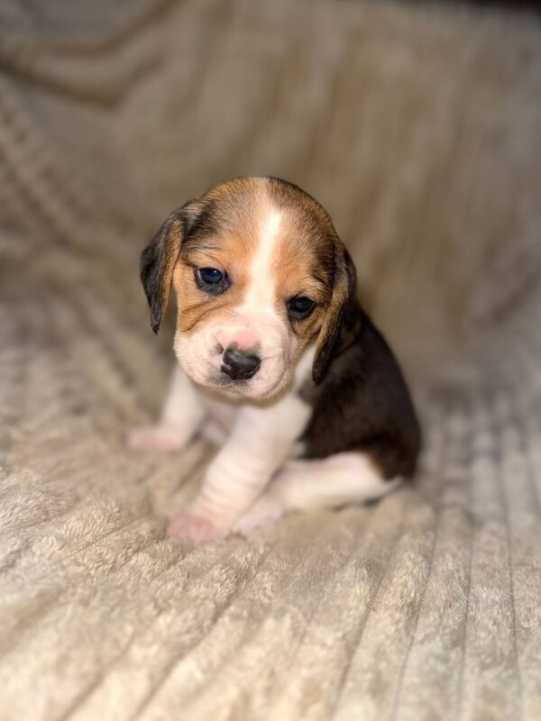 Xanthe Beagle Xanthe Beagle