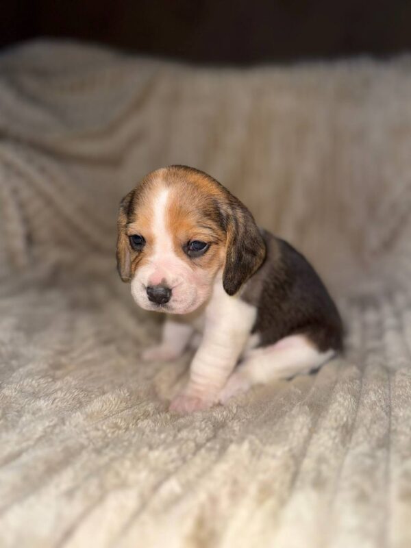 Xanthe Beagle Xanthe Beagle