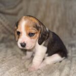 Xanthe-female-Beagle-puppy-for-sale-3