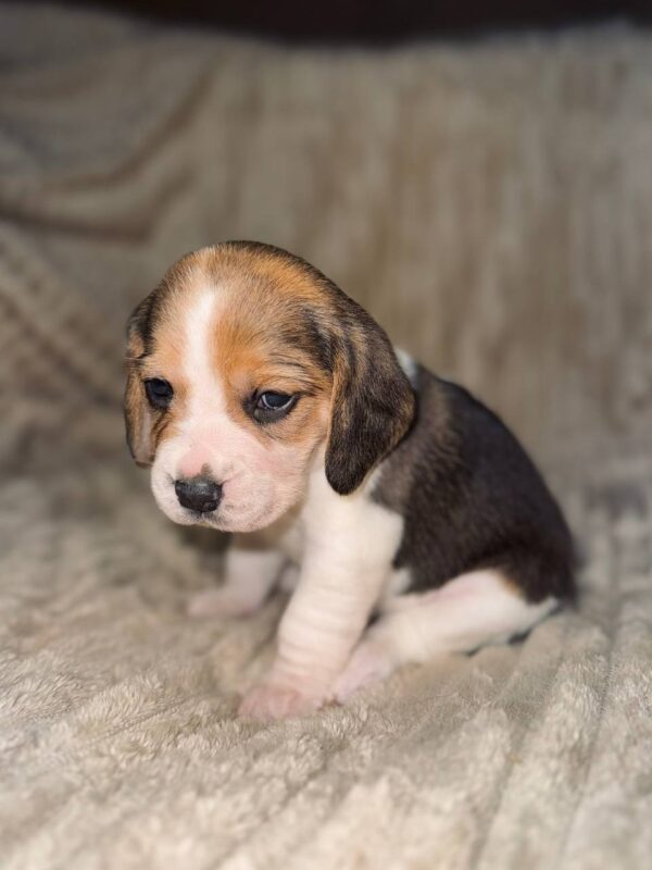 Xanthe Beagle Xanthe Beagle