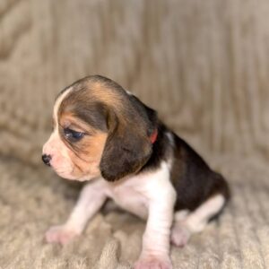 Xanthe Beagle Xanthe Beagle