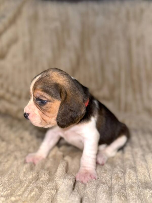 Xanthe Beagle Xanthe Beagle