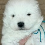 Xavar-male-Samoyed-puppy-for-sale-1