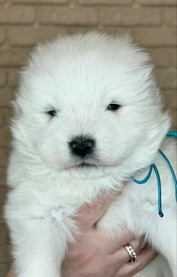 Xavar Samoyed Xavar Samoyed