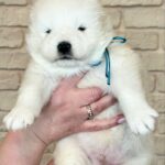 Xavar-male-Samoyed-puppy-for-sale-2