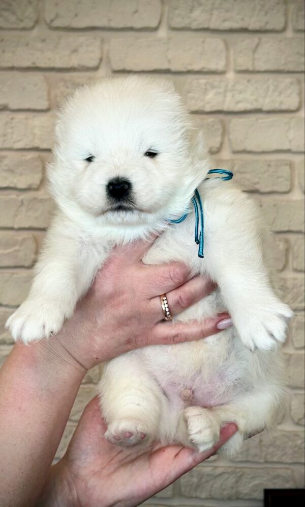 Xavar Samoyed Xavar Samoyed