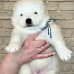 Xavar-male-Samoyed-puppy-for-sale-4