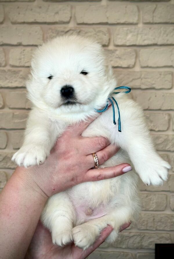 Xavar Samoyed Xavar Samoyed