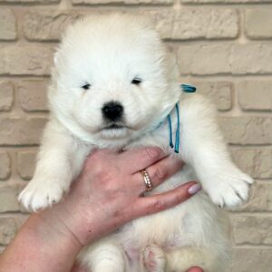 Xavar Samoyed Xavar Samoyed