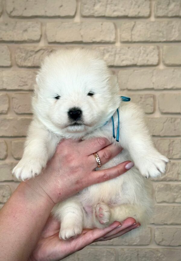 Xavar Samoyed Xavar Samoyed