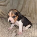 Xavia-female-Beagle-puppy-for-sale-1