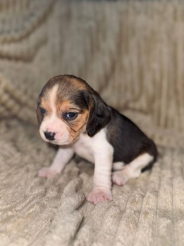 Xavia Beagle Xavia Beagle