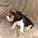 Xavia-female-Beagle-puppy-for-sale-2
