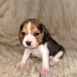 Xavia Beagle Xavia Beagle