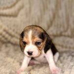 Xavia-female-Beagle-puppy-for-sale-4