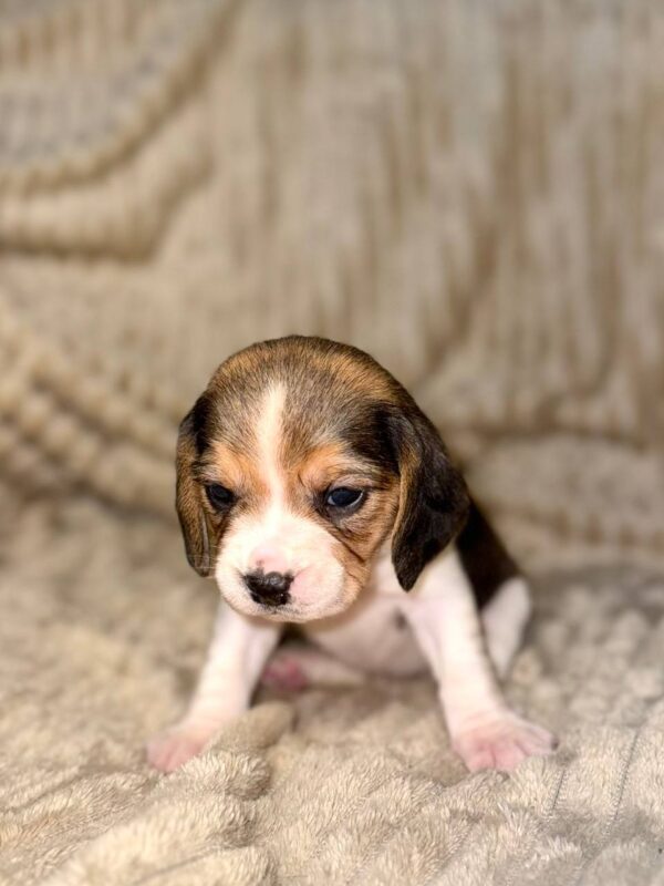 Xavia Beagle Xavia Beagle