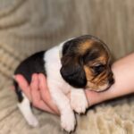 Xavier-male-Beagle-puppy-for-sale-1