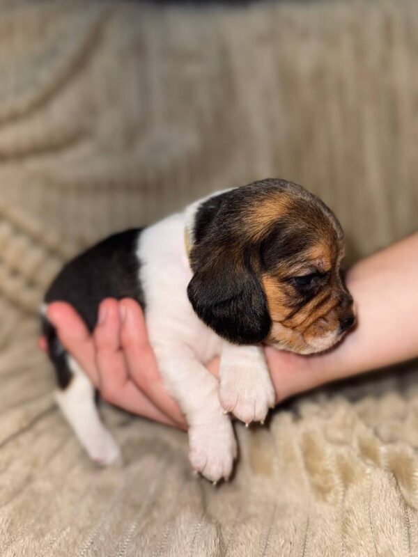 Xavier Beagle Xavier Beagle